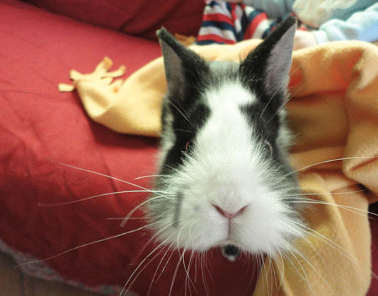 Le vaccinazioni del coniglio 1470 0 Le vaccinazioni del coniglio